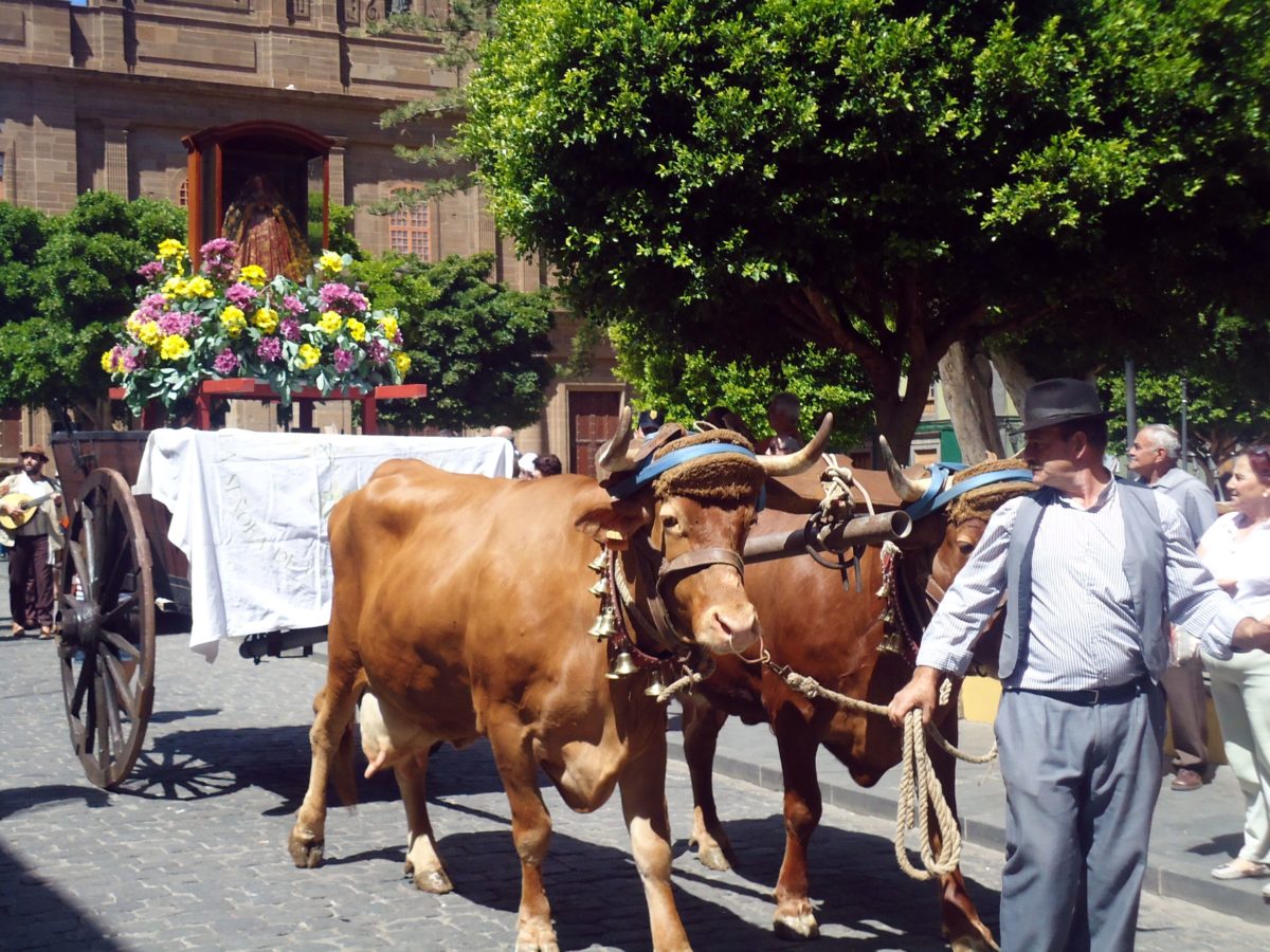 Música y Encuentro Vecinal para celebrar en Gáldar la Fiesta de la Virgen de la Vega